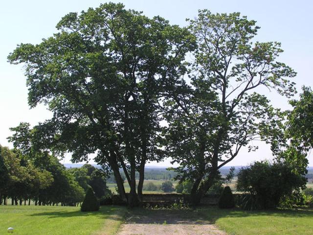 Chambres D'Hotes Le Chateau De La Plante Thure Bagian luar foto